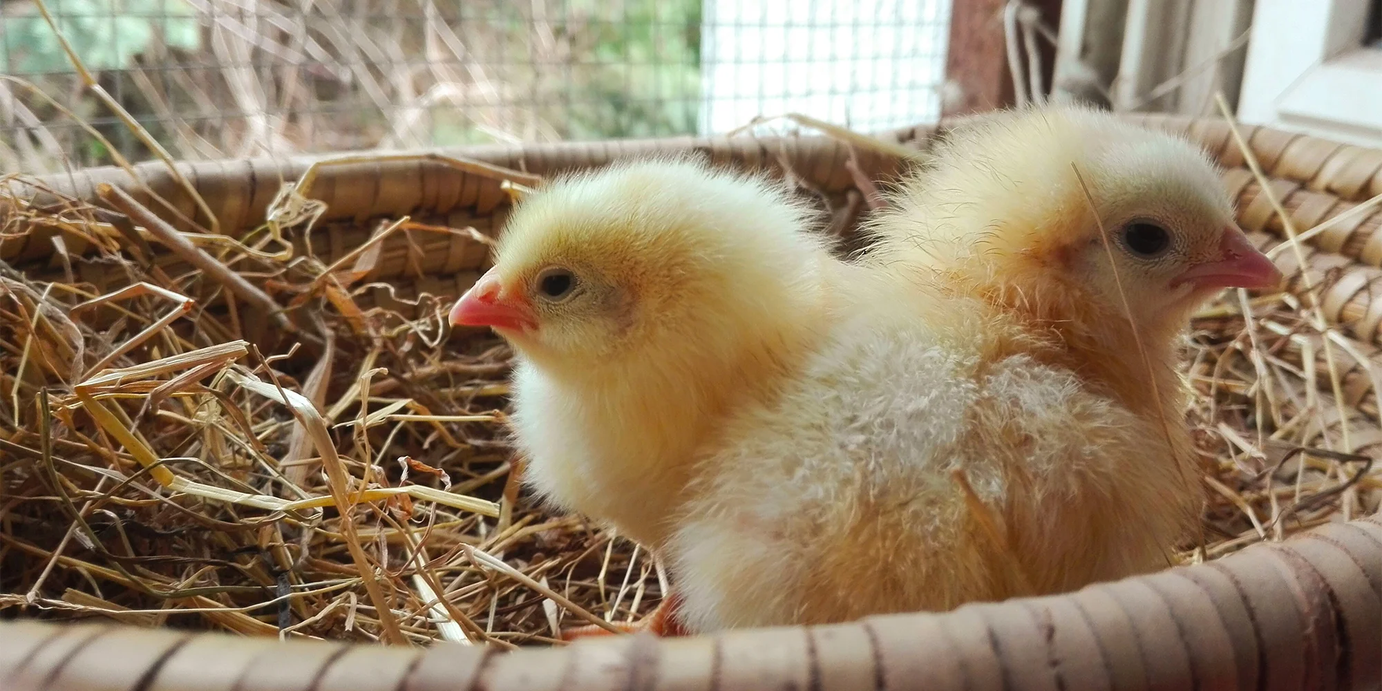Prohlídka farmy s krmením i adopce sovy či králíka - Obrázek 4