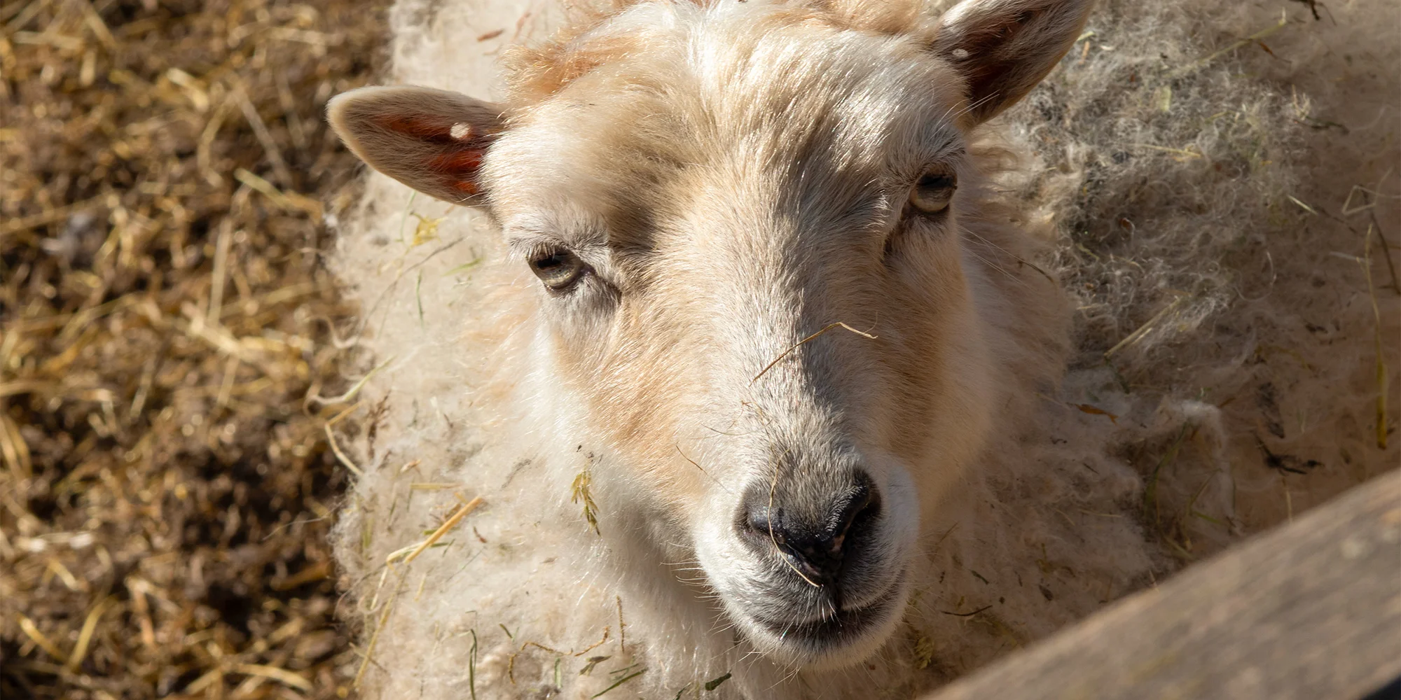 Prohlídka farmy s krmením i adopce sovy či králíka - Obrázek 5
