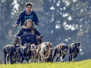 Jízdy se psím spřežením: přes den i v noci