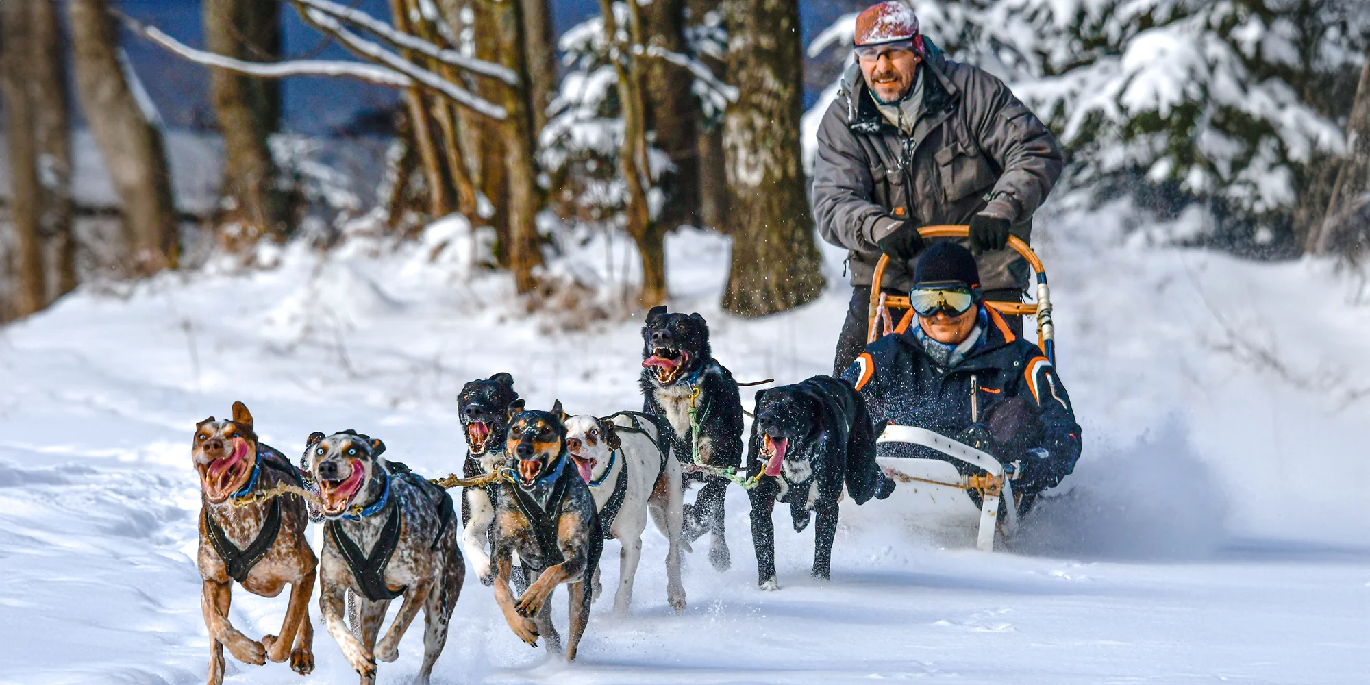 Jízdy se psím spřežením: přes den i v noci - Obrázek 3