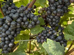 Adoptuj vinohrad: kus vinice na 1 rok a až 36 lahví vína