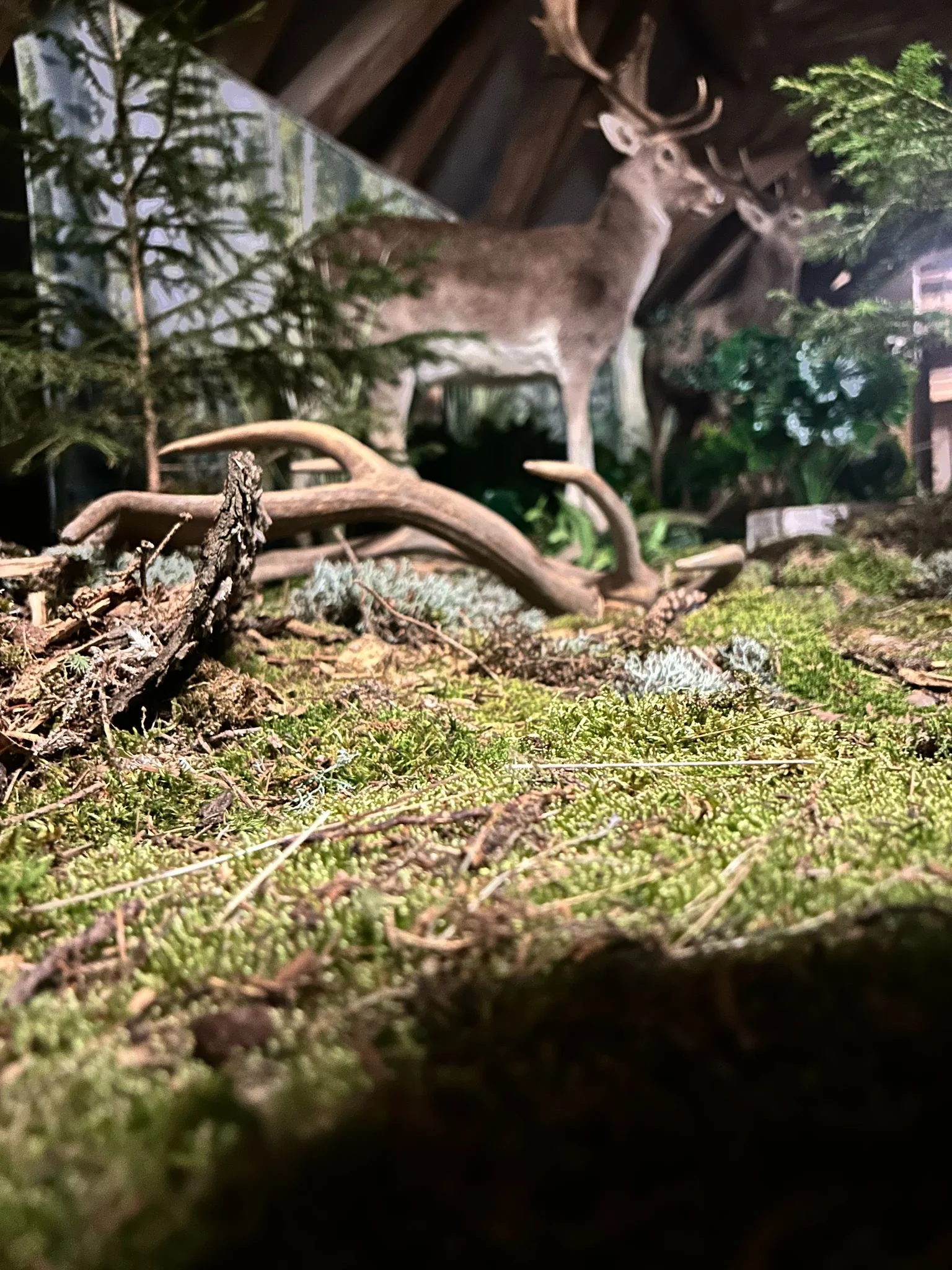 Vstup do Lesního království pro děti i dospělé - Obrázek 6