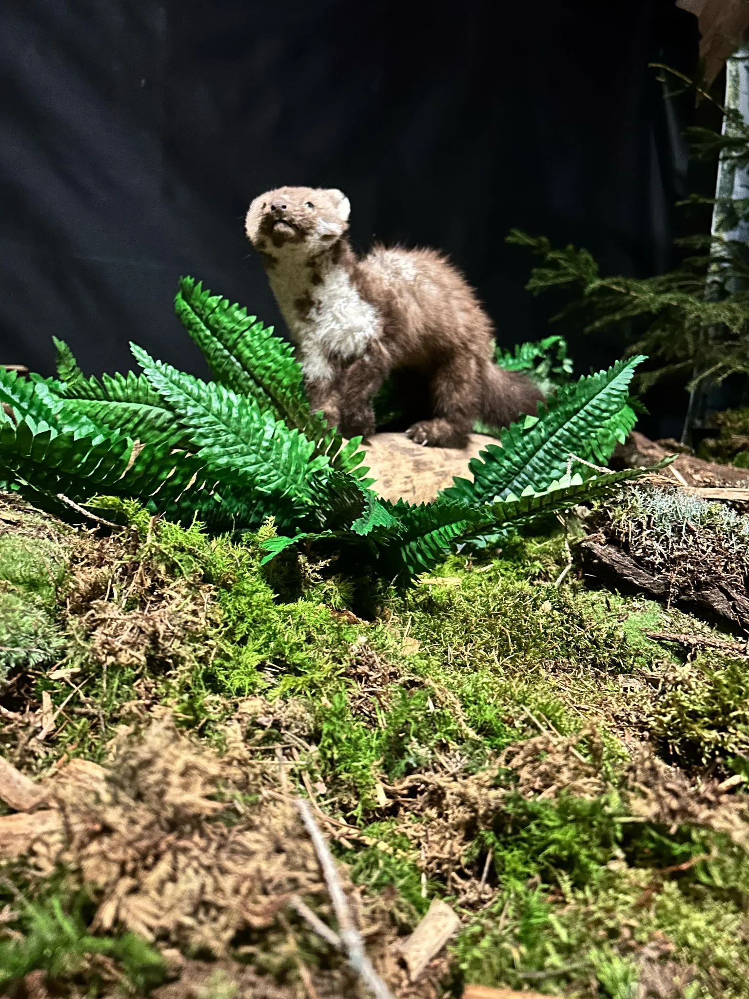 Vstup do Lesního království pro děti i dospělé - Obrázek 7