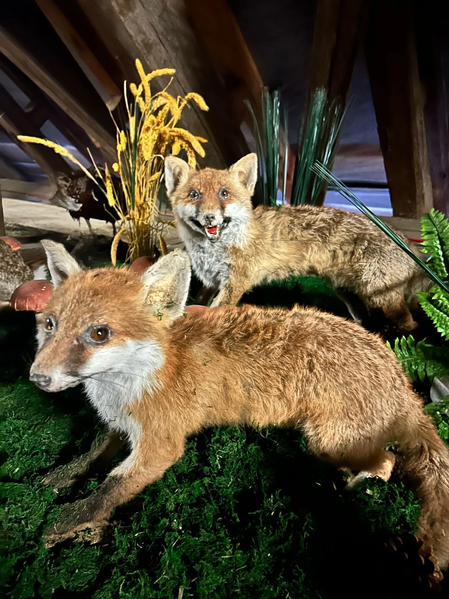 Vstup do Lesního království pro děti i dospělé - Obrázek 8