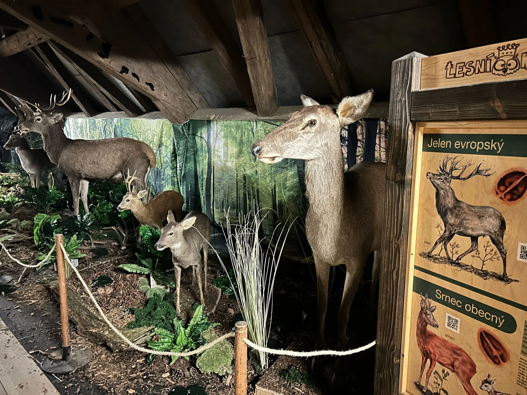 Vstup do Lesního království pro děti i dospělé - Obrázek 9