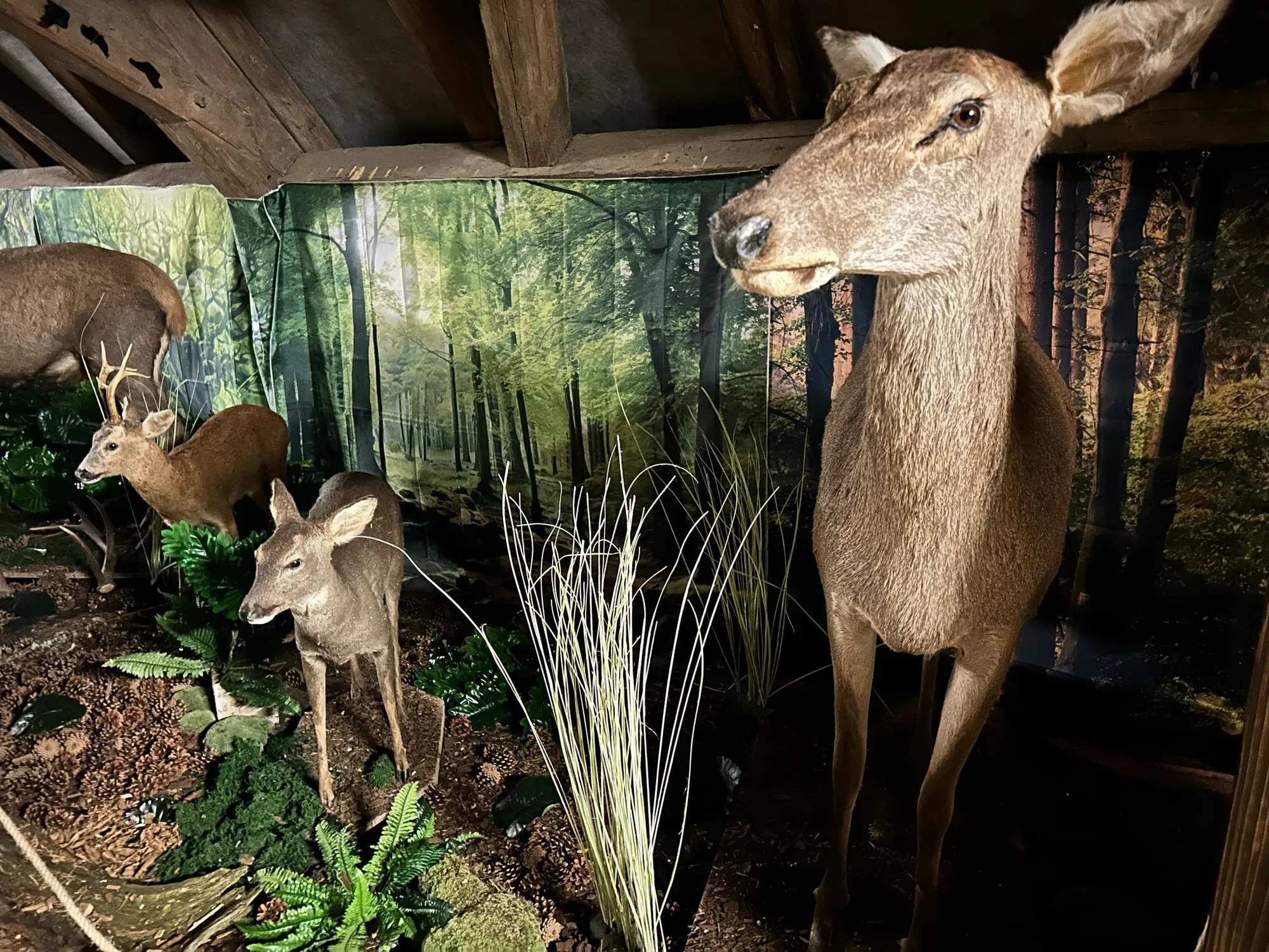 Vstup do Lesního království pro děti i dospělé - Obrázek 10