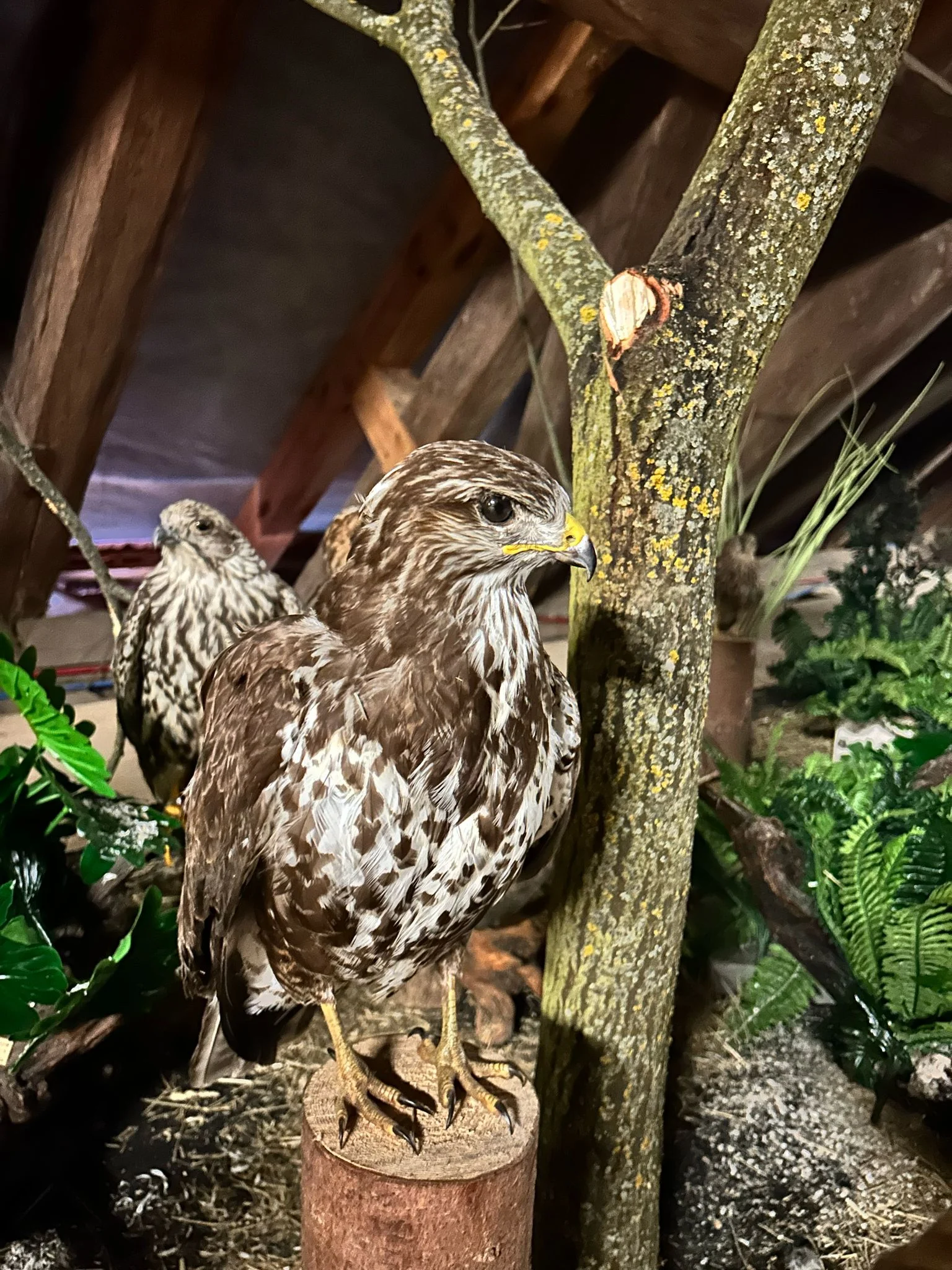 Vstup do Lesního království pro děti i dospělé - Obrázek 11