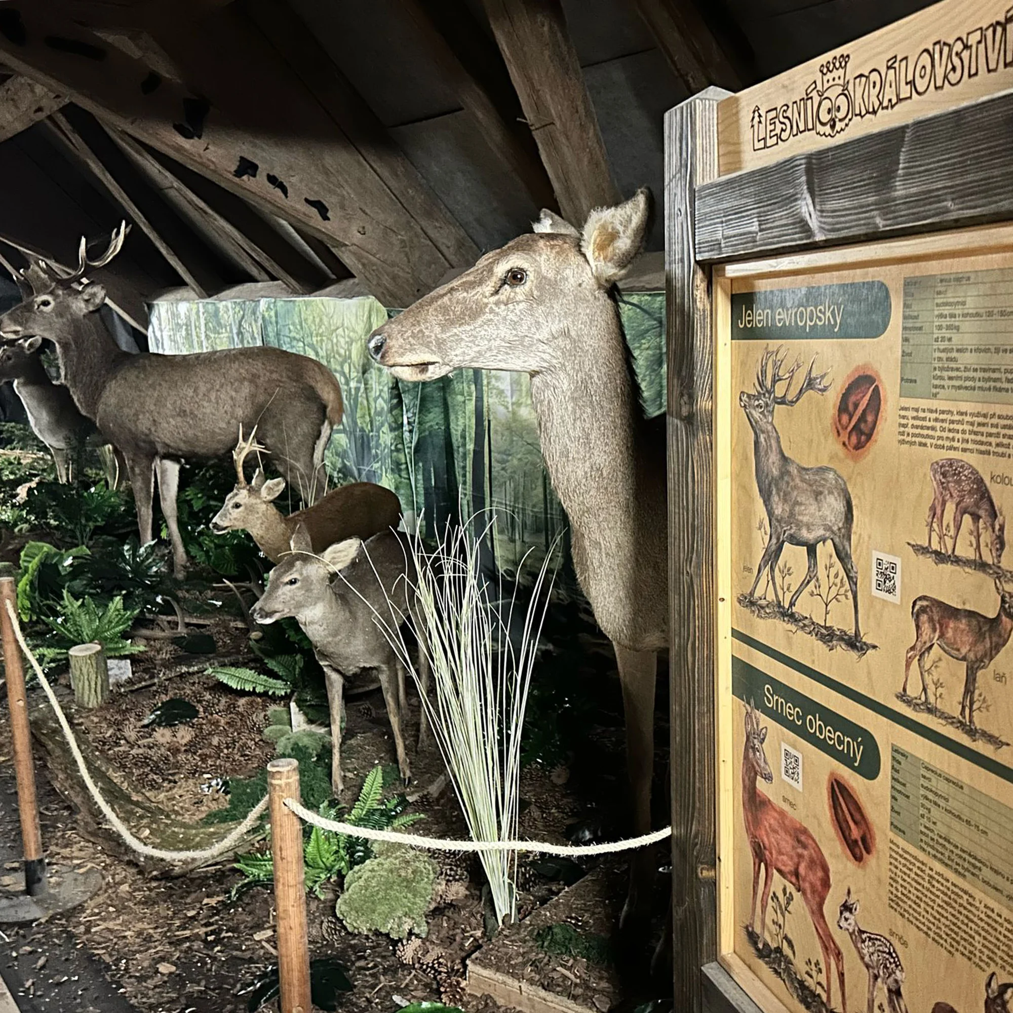 Vstup do Lesního království pro děti i dospělé - Obrázek 2