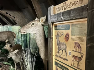 Vstup do Lesního království pro děti i dospělé