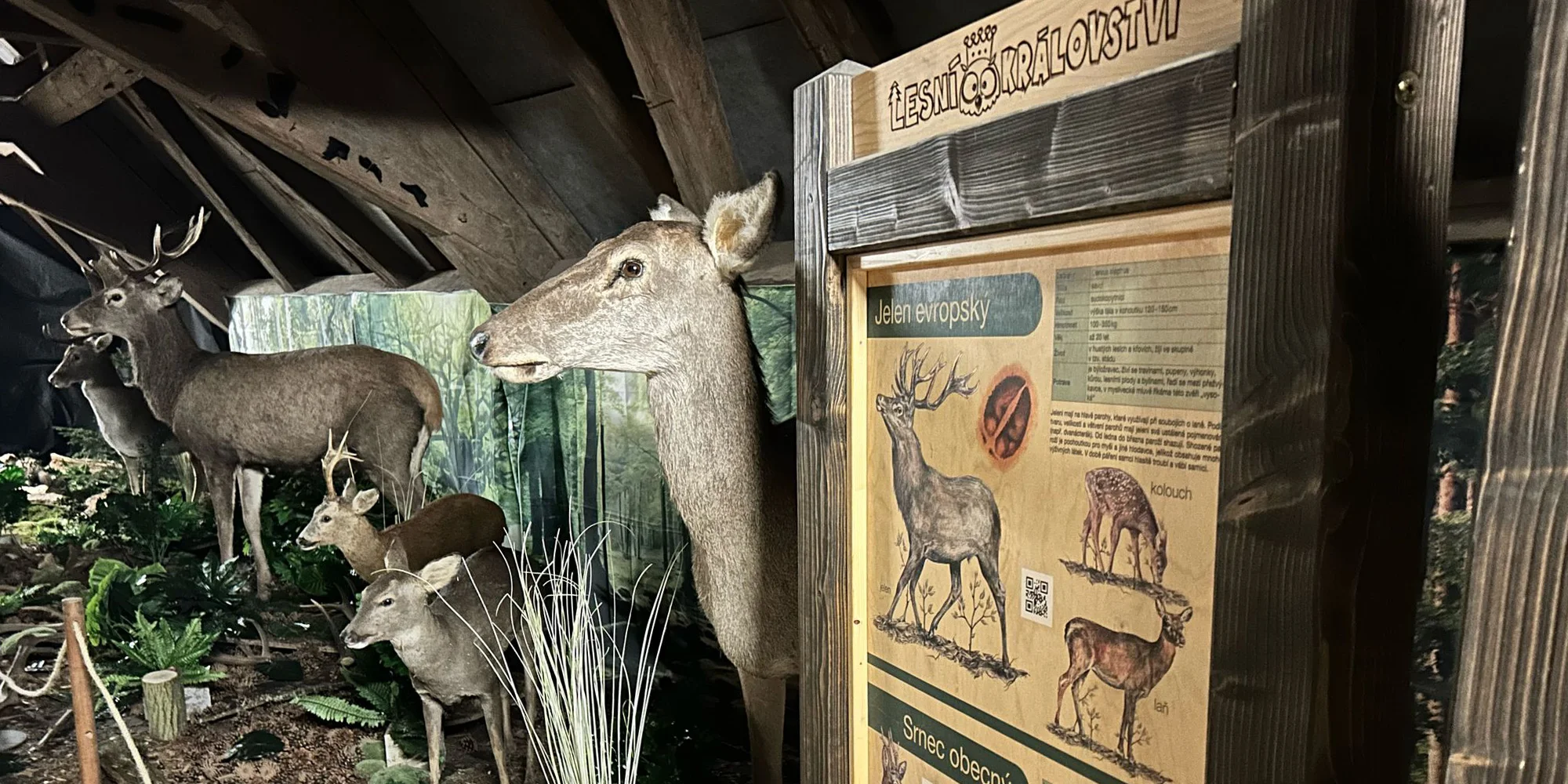 Vstup do Lesního království pro děti i dospělé