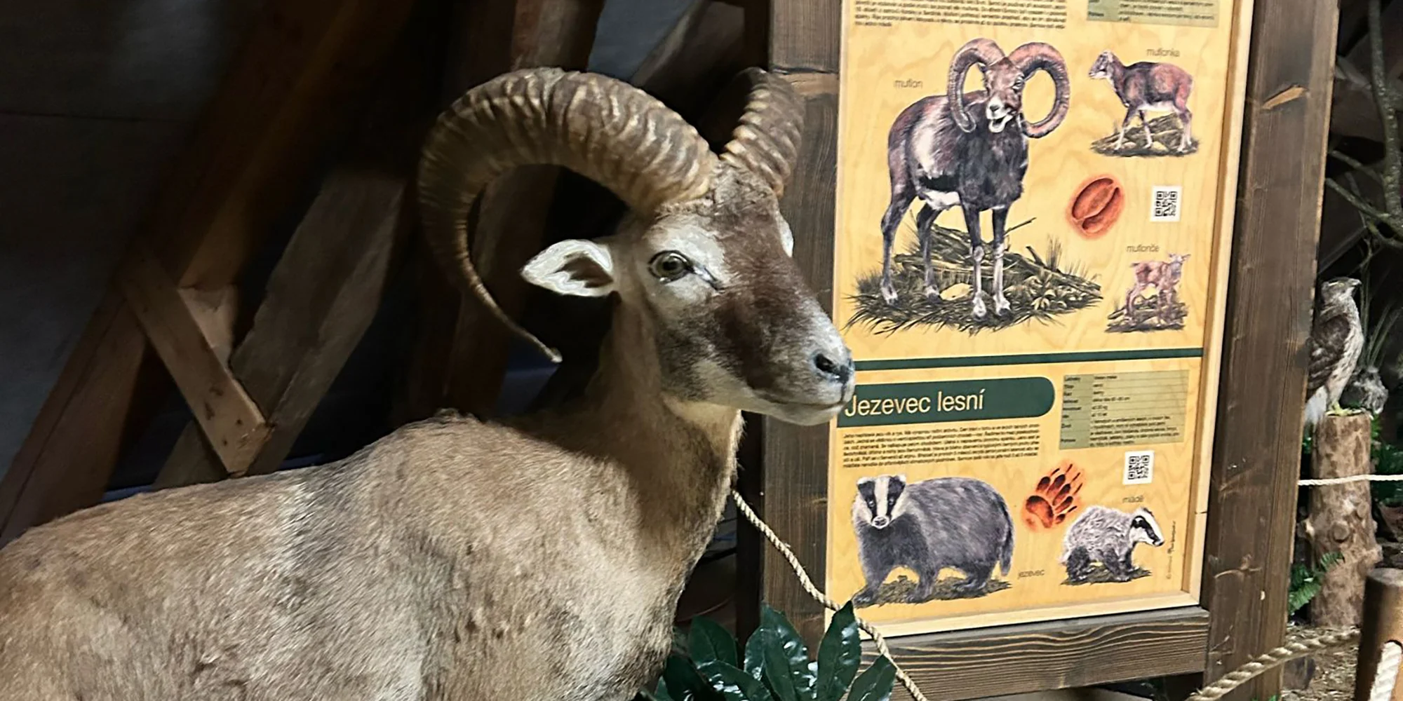 Vstup do Lesního království pro děti i dospělé - Obrázek 5