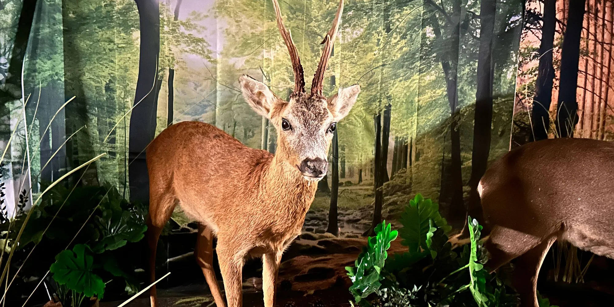 Vstup do Lesního království pro děti i dospělé - Obrázek 3