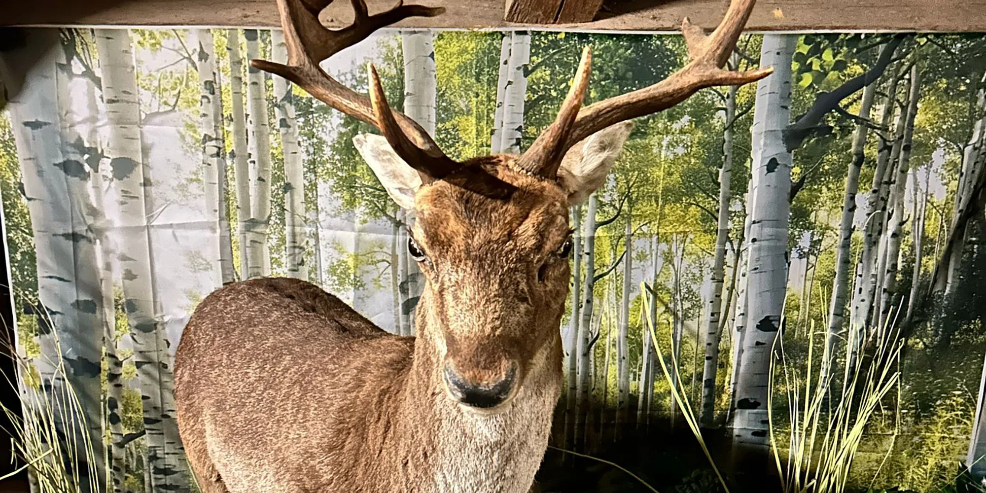 Vstup do Lesního království pro děti i dospělé - Obrázek 4