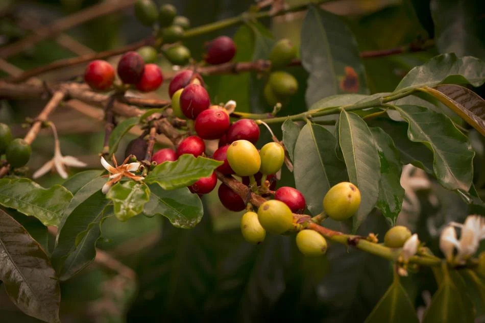 Degustační balíčky kávy a kakaových bobů na podporu goril - Obrázek 3