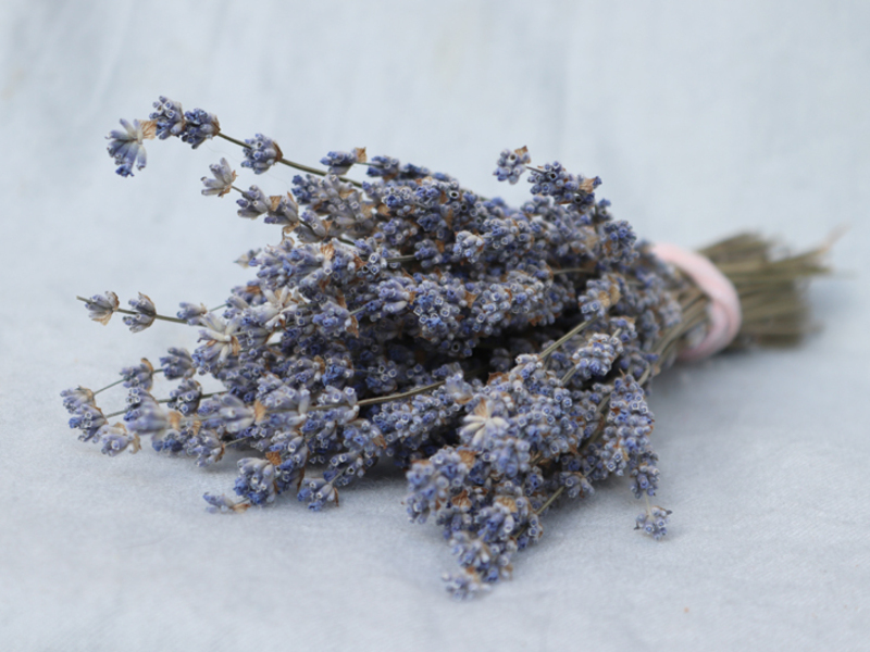 Procházka za bylinkami s ochutnávkou nebo výrobou bylinného oleje - Obrázek 7