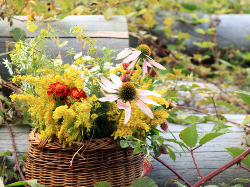Procházka za bylinkami s ochutnávkou nebo výrobou bylinného oleje - Obrázek 9
