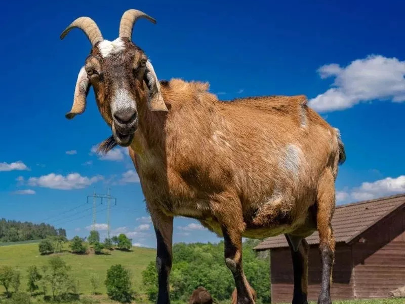 Celodenní vstup do Farmaparku Soběhrdy - Obrázek 3