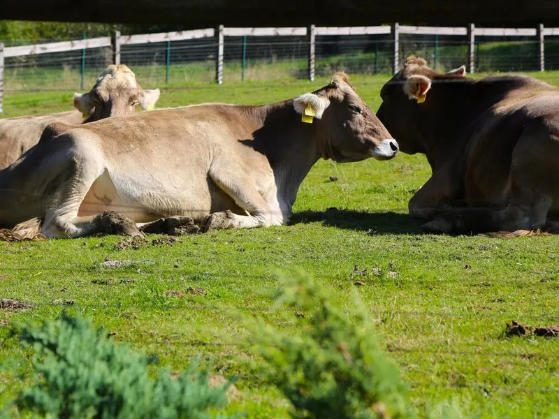 Celodenní vstup do Farmaparku Soběhrdy - Obrázek 9