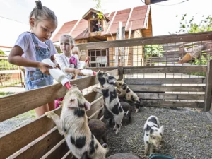 Krmení zvířátek na minifarmě a odlévání mýdla