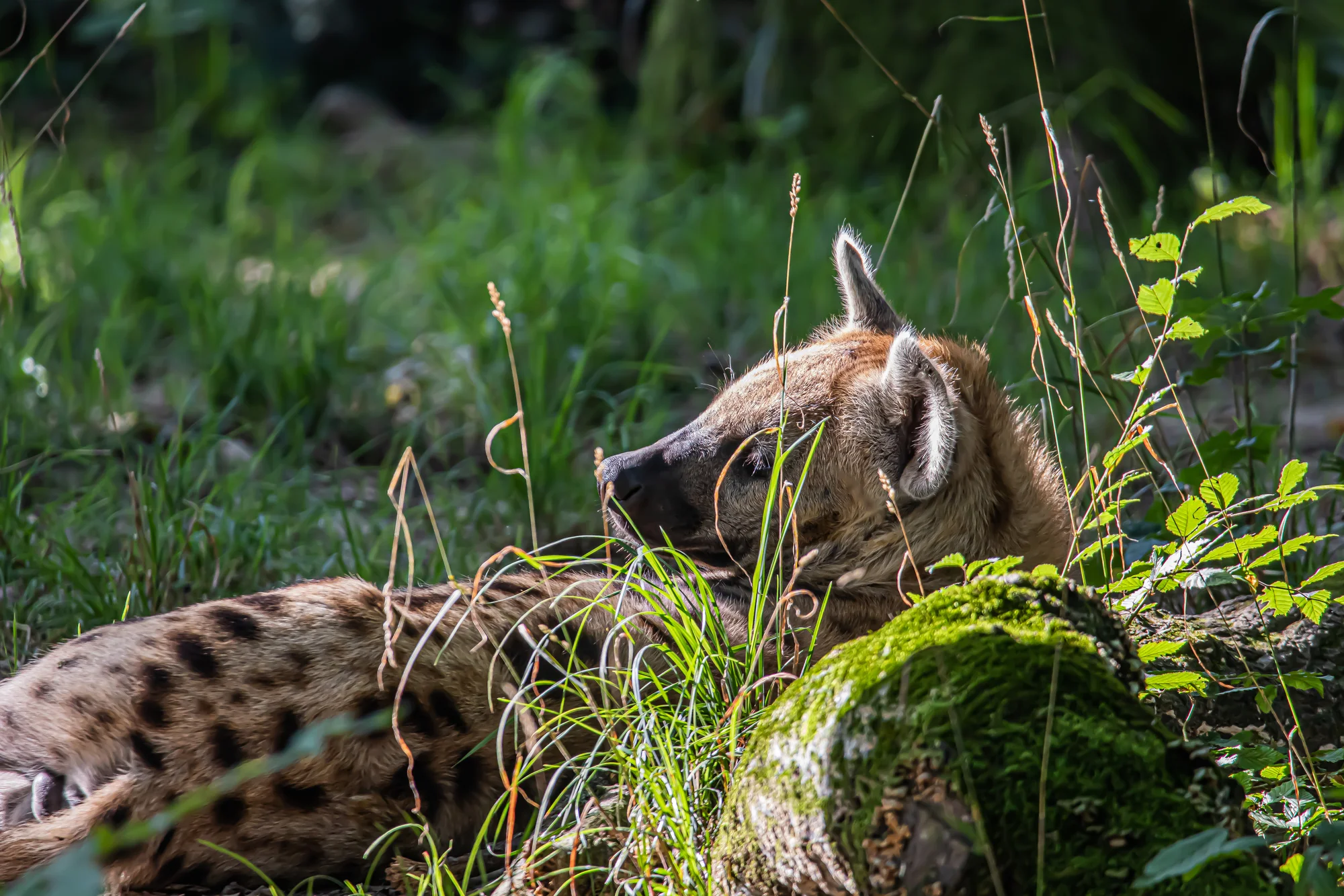 Jednodenní fotokurz v zoo v lokalitě dle výběru - Obrázek 9