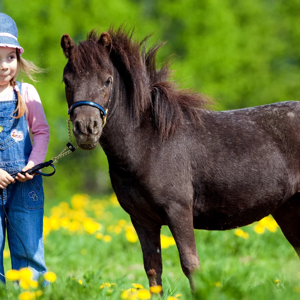 Procházka s oslíky i poníkem údolím Chomutovky - Obrázek 2