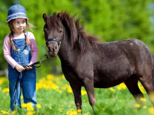 Procházka s oslíky i poníkem údolím Chomutovky