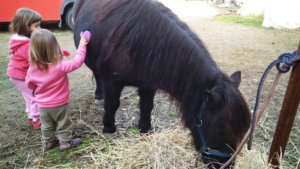 Procházka s oslíky i poníkem údolím Chomutovky - Obrázek 3