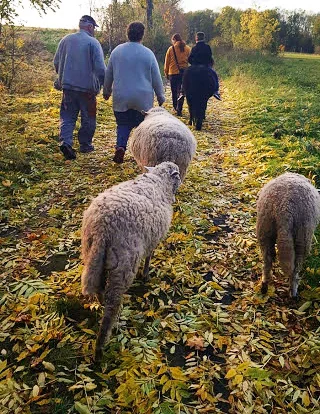 Procházka s oslíky i poníkem údolím Chomutovky - Obrázek 5