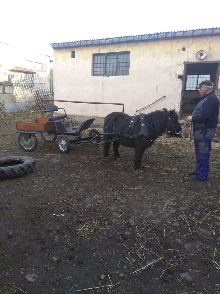 Procházka s oslíky i poníkem údolím Chomutovky - Obrázek 7