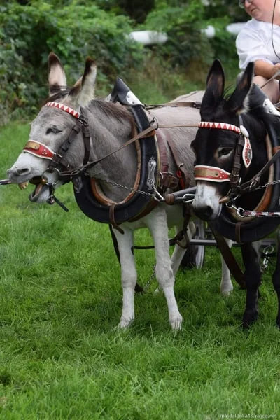 Procházka s oslíky i poníkem údolím Chomutovky - Obrázek 9