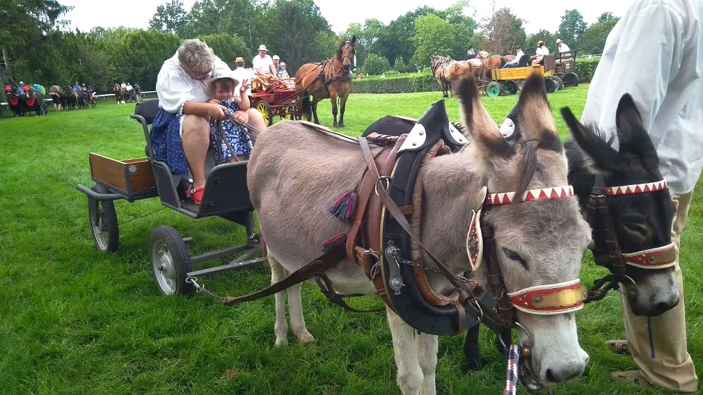 Procházka s oslíky i poníkem údolím Chomutovky - Obrázek 10