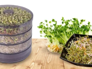 Nakličovací biomiska a výběr z 20 druhů semen