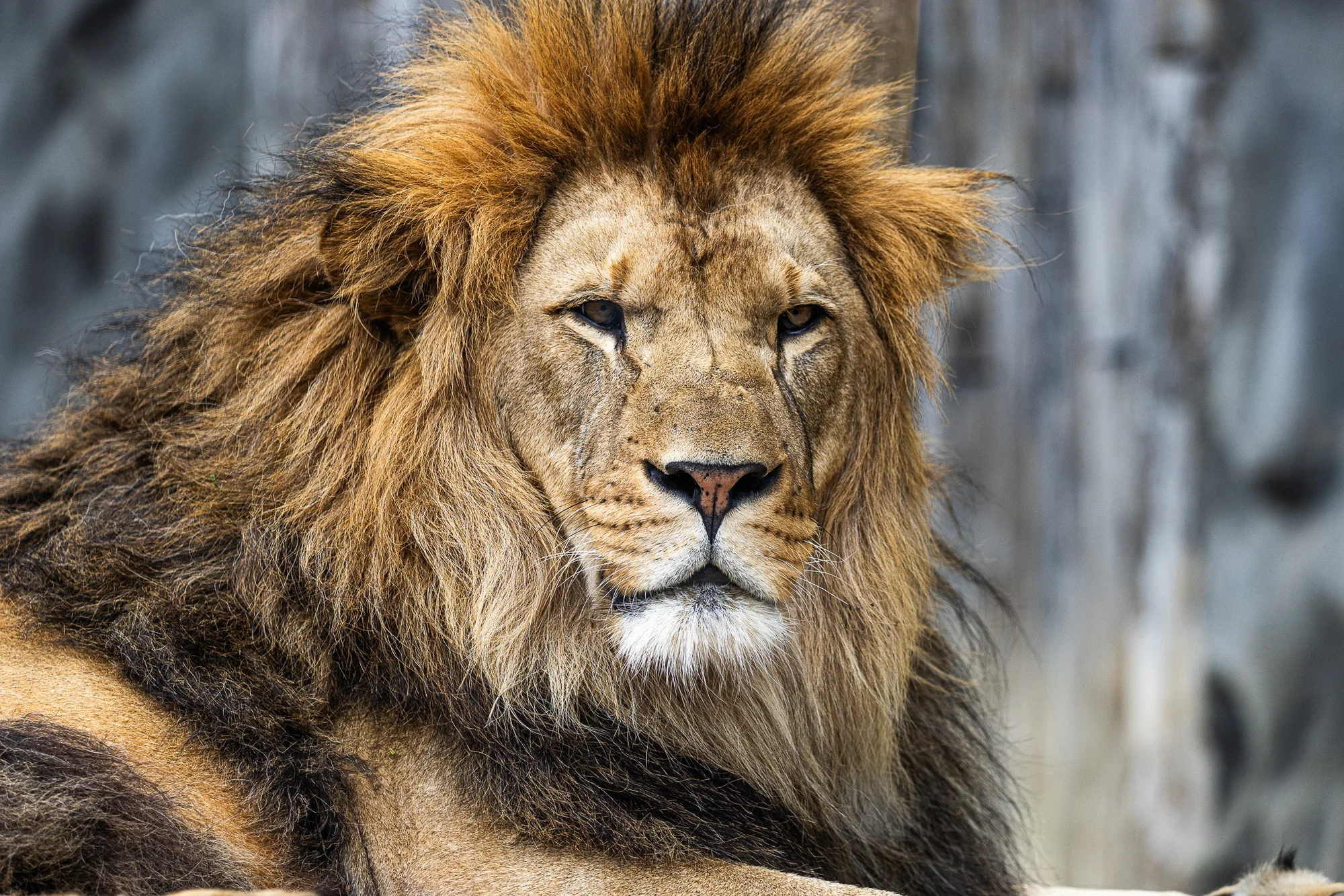 Jednodenní fotokurz v zoo v lokalitě dle výběru - Obrázek 8