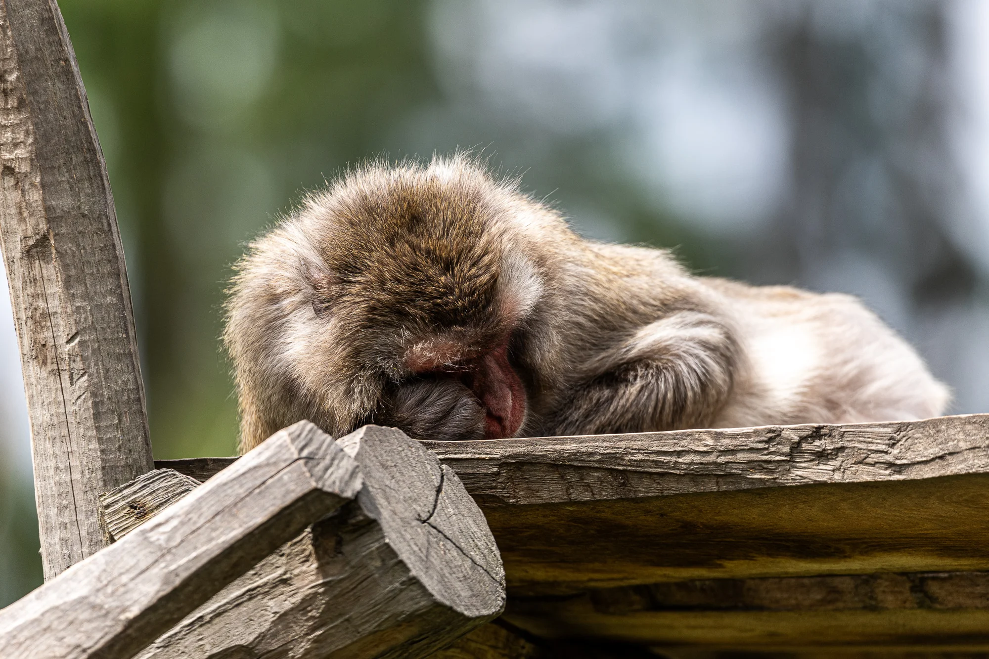 Jednodenní fotokurz v zoo v lokalitě dle výběru - Obrázek 6