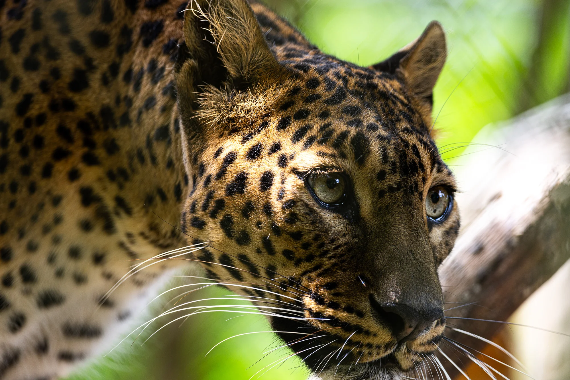 Jednodenní fotokurz v zoo v lokalitě dle výběru - Obrázek 7
