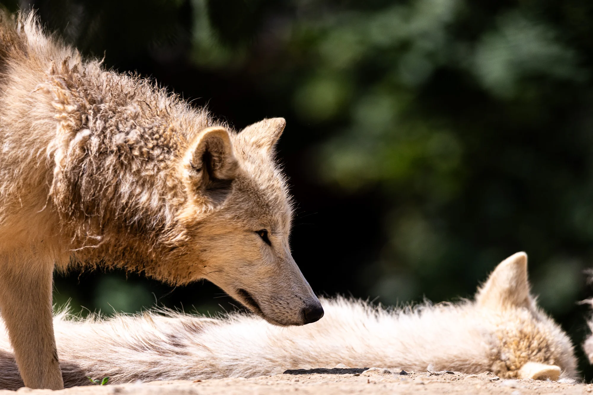 Jednodenní fotokurz v zoo v lokalitě dle výběru - Obrázek 10