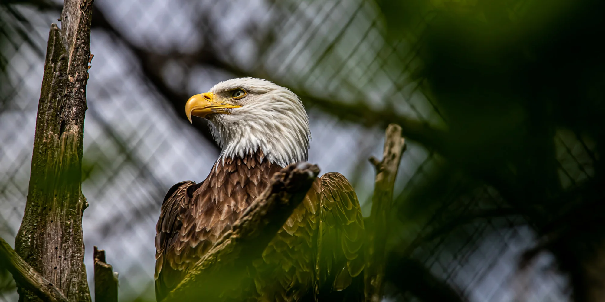 Jednodenní fotokurz v zoo v lokalitě dle výběru - Obrázek 3