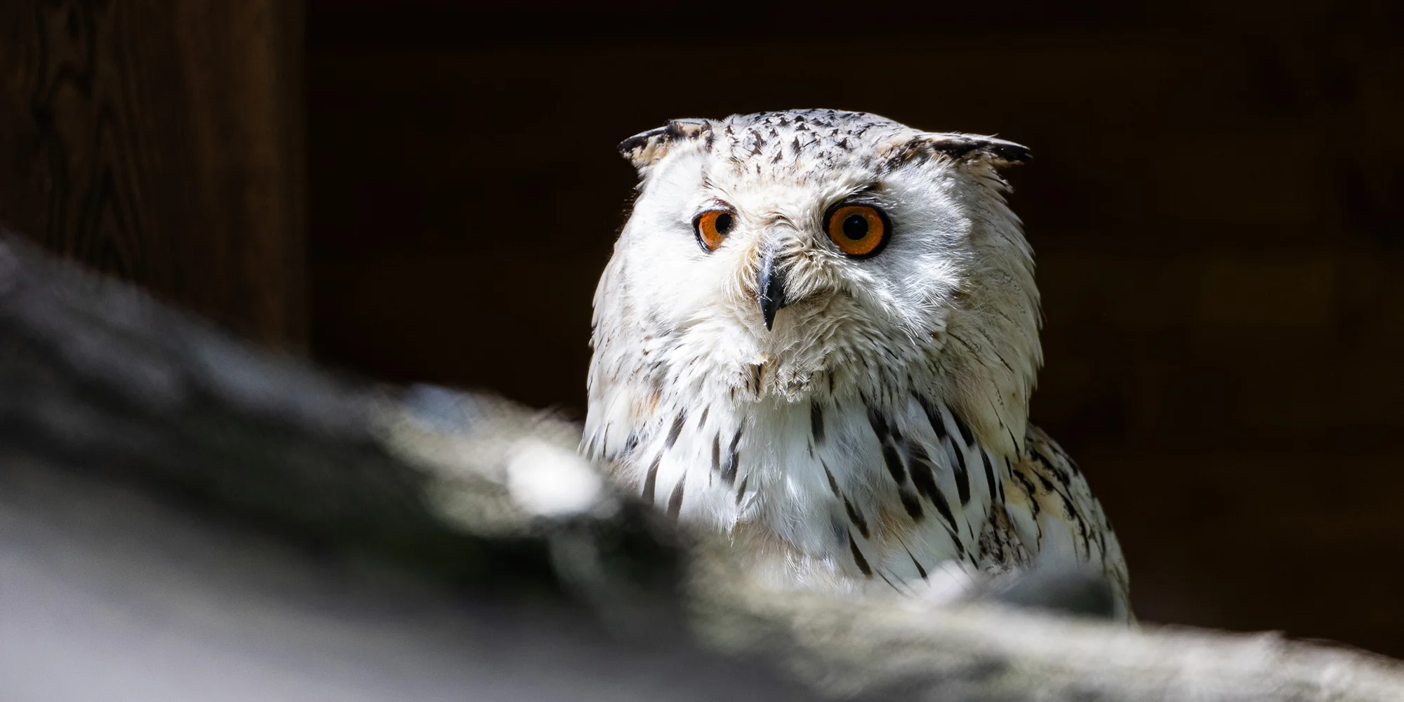 Jednodenní fotokurz v zoo v lokalitě dle výběru - Obrázek 5