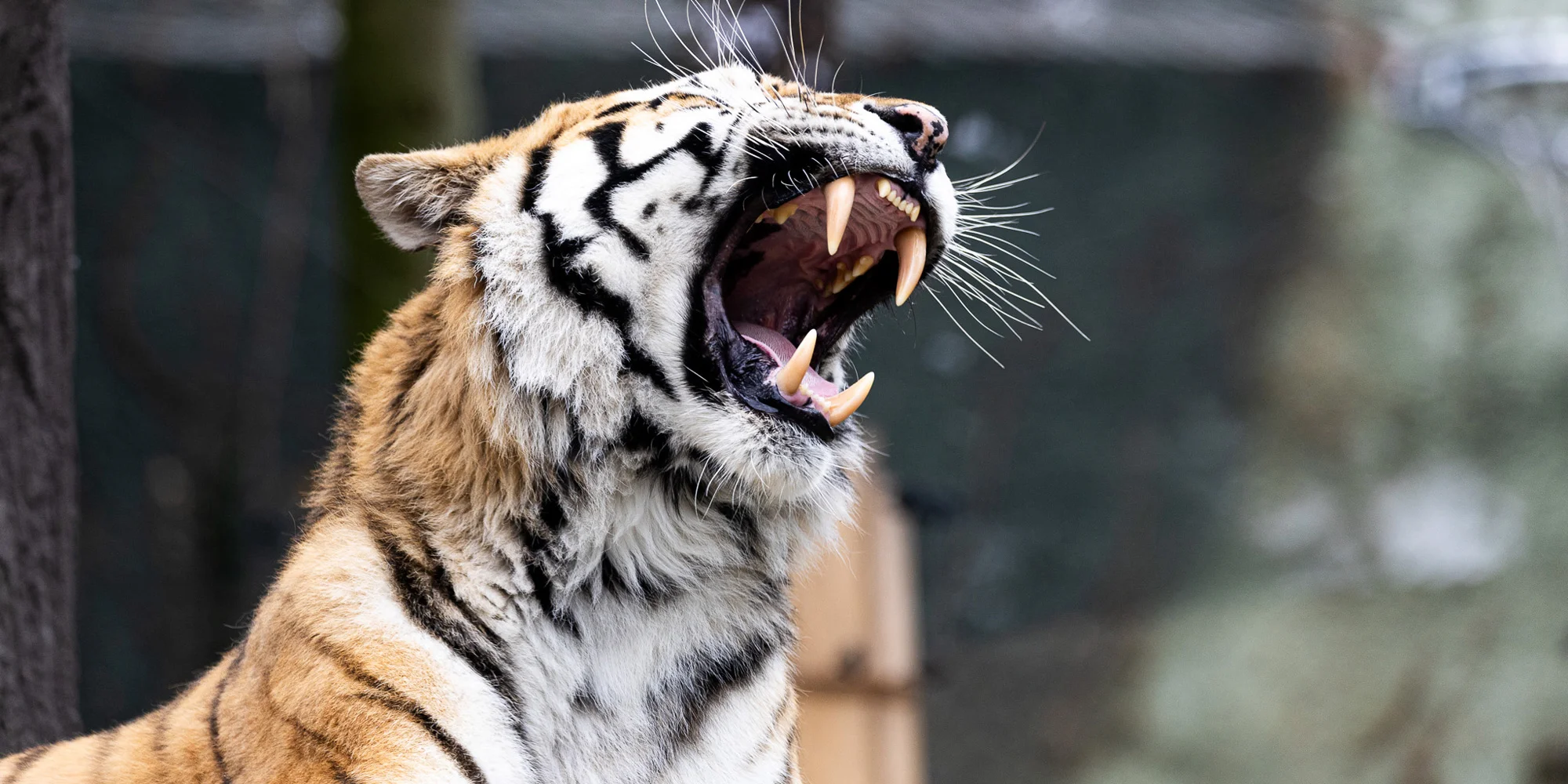 Jednodenní fotokurz v zoo v lokalitě dle výběru - Obrázek 4
