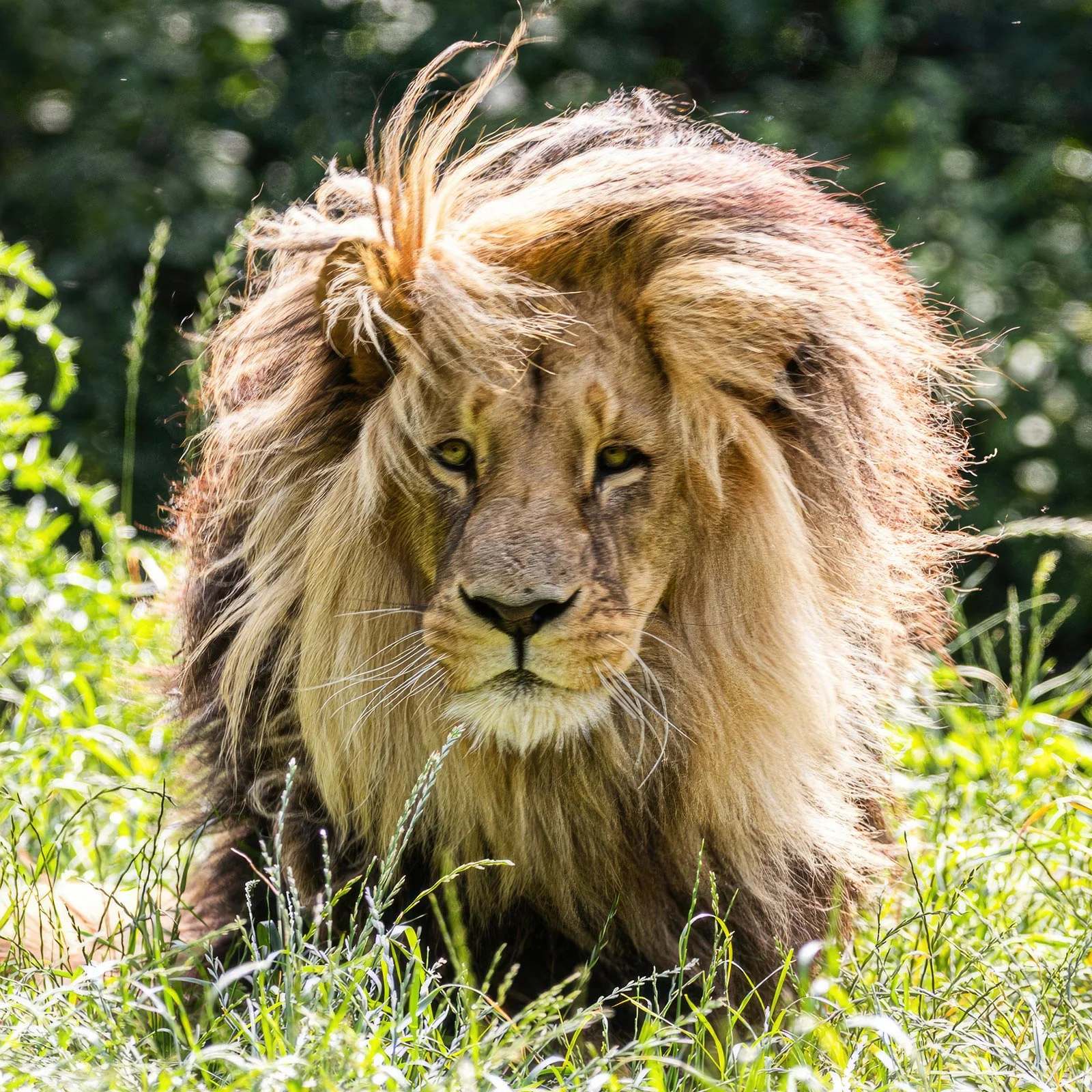 Jednodenní fotokurz v zoo v lokalitě dle výběru - Obrázek 2