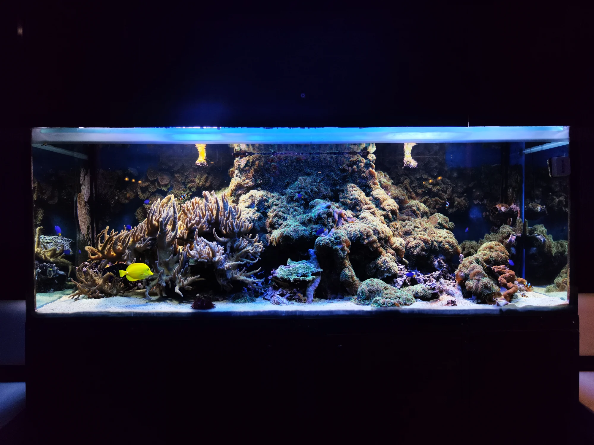 4chodové menu v restauraci zaměřené na plody moře - Obrázek 11