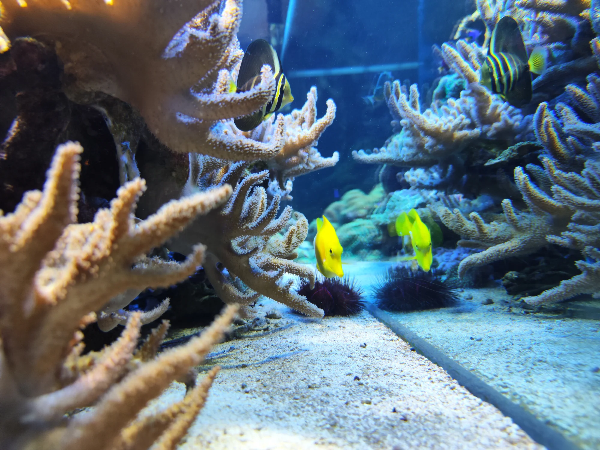 4chodové menu v restauraci zaměřené na plody moře - Obrázek 8