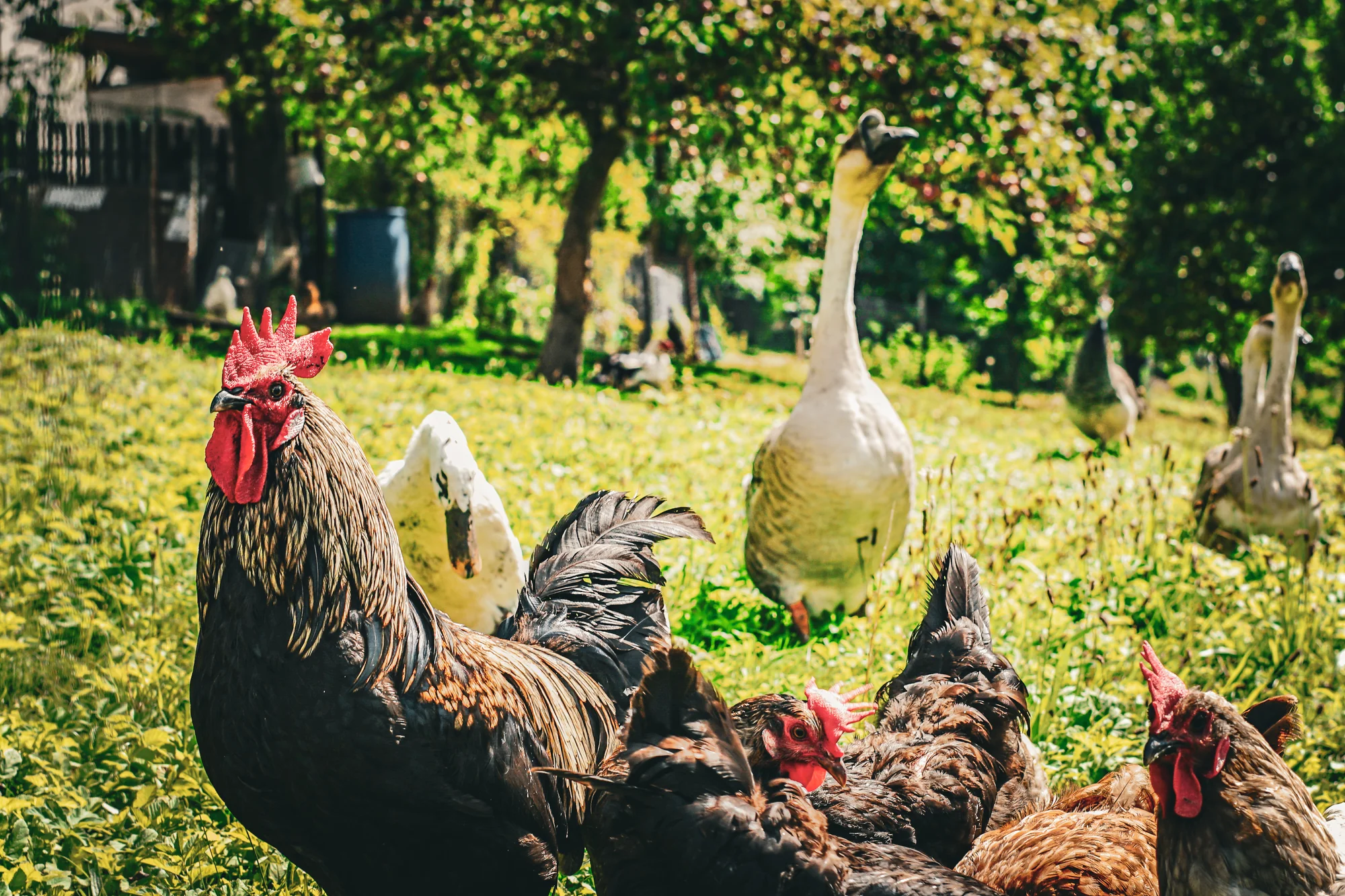 Procházky s alpakami nebo krmení zvířátek - Obrázek 3