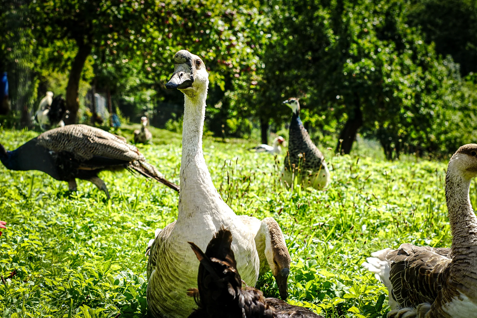 Procházky s alpakami nebo krmení zvířátek - Obrázek 6