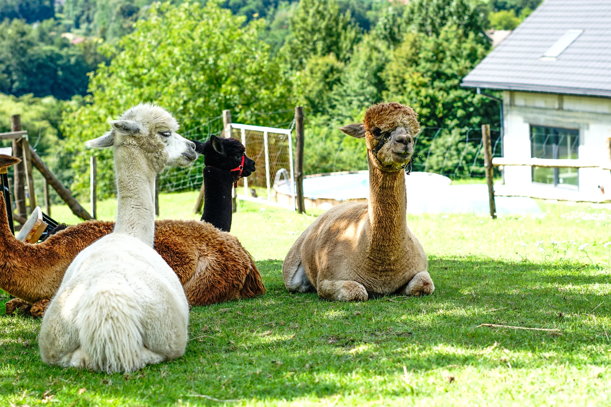 Procházky s alpakami nebo krmení zvířátek - Obrázek 9