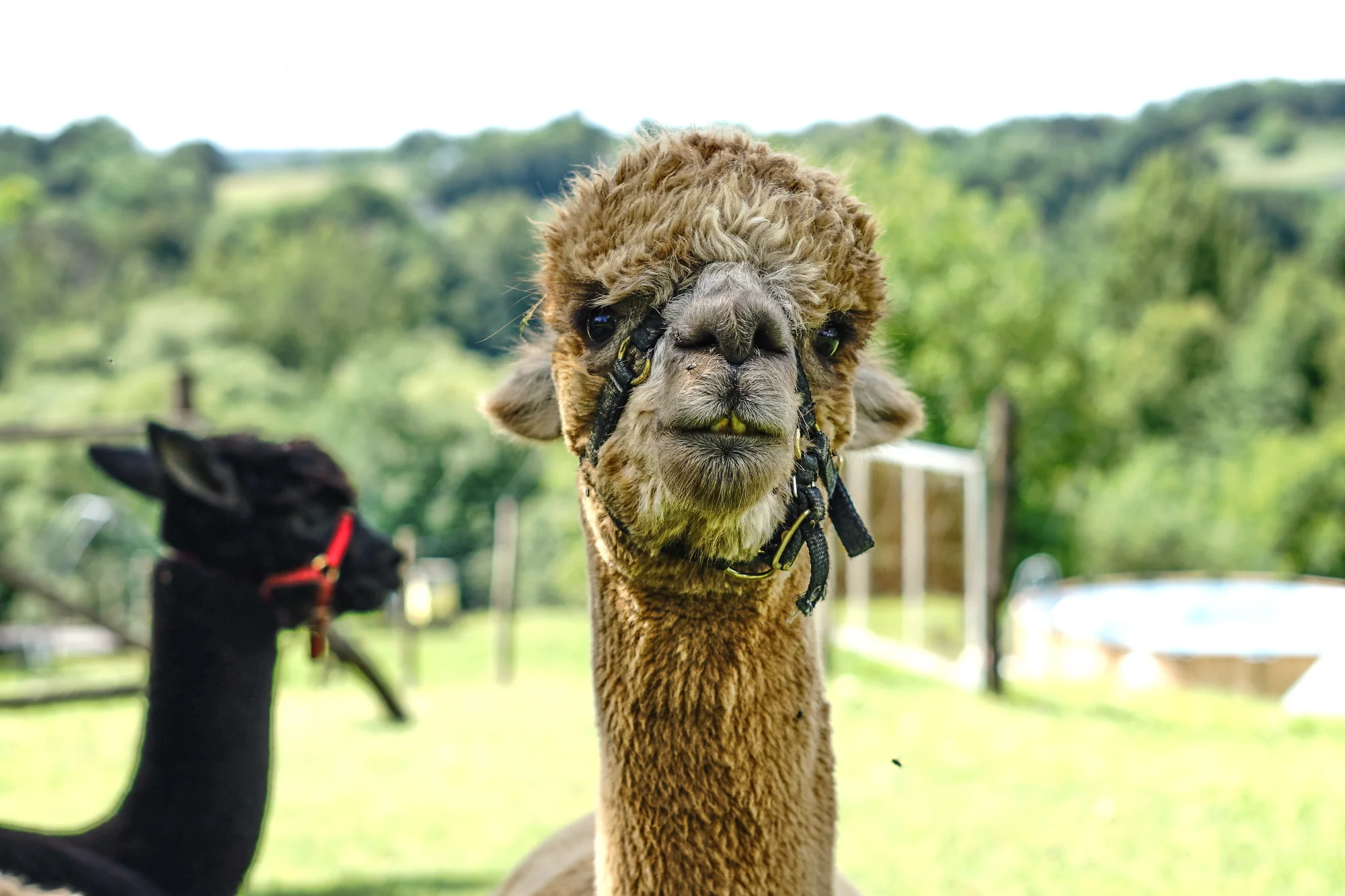 Procházky s alpakami nebo krmení zvířátek - Obrázek 10