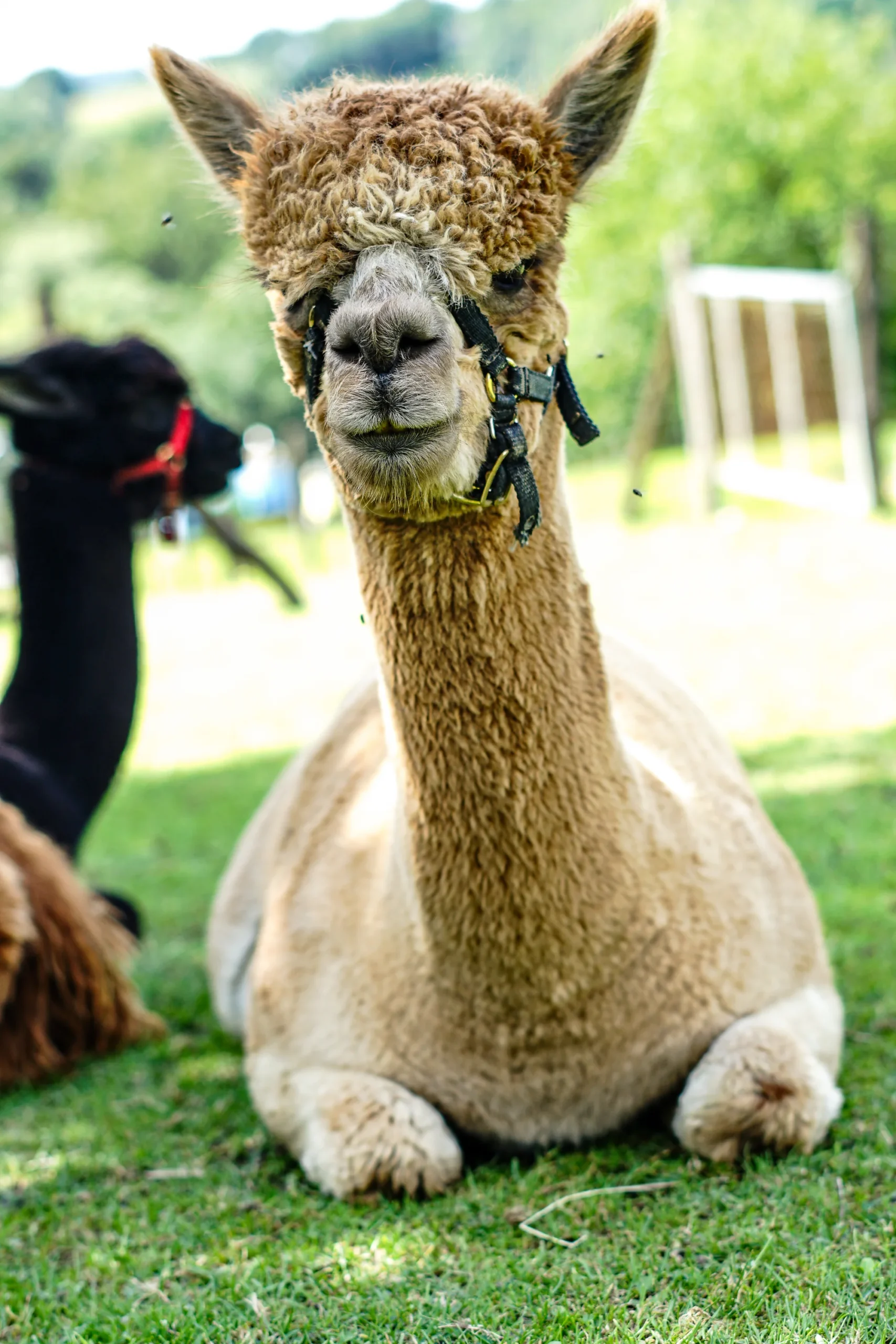 Procházky s alpakami nebo krmení zvířátek - Obrázek 11