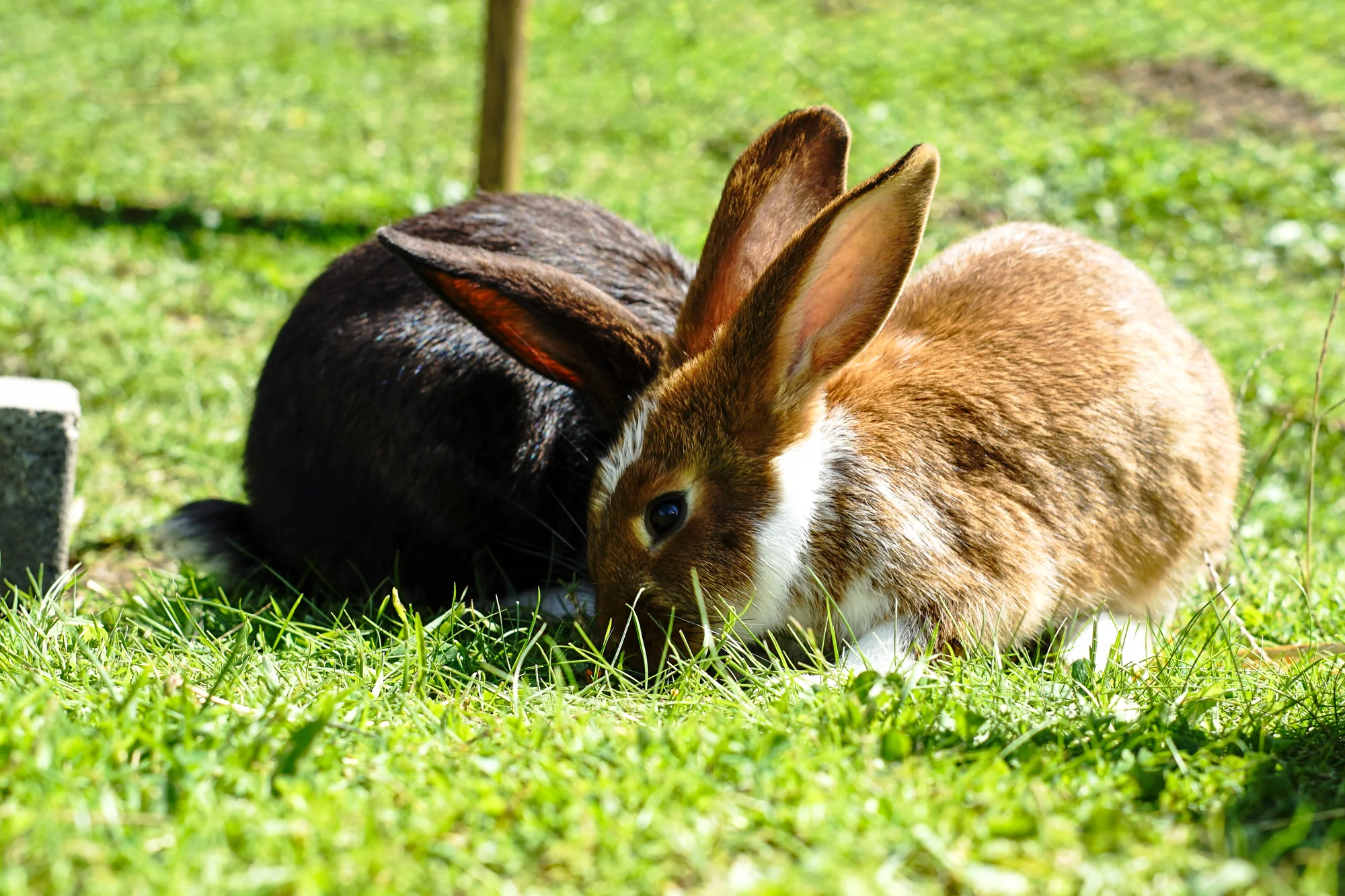 Procházky s alpakami nebo krmení zvířátek - Obrázek 5