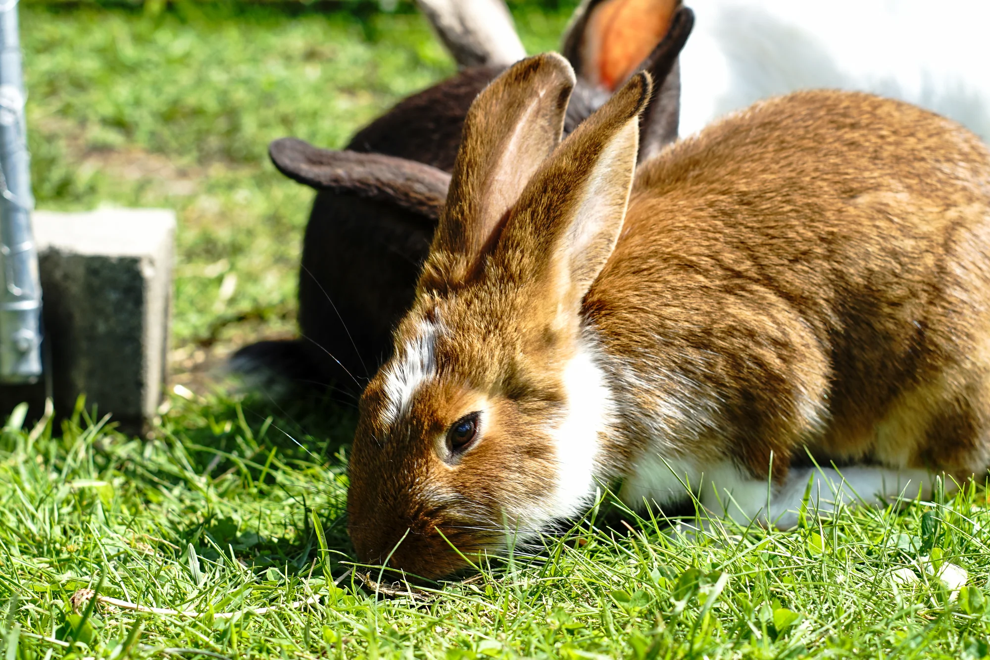 Procházky s alpakami nebo krmení zvířátek - Obrázek 8
