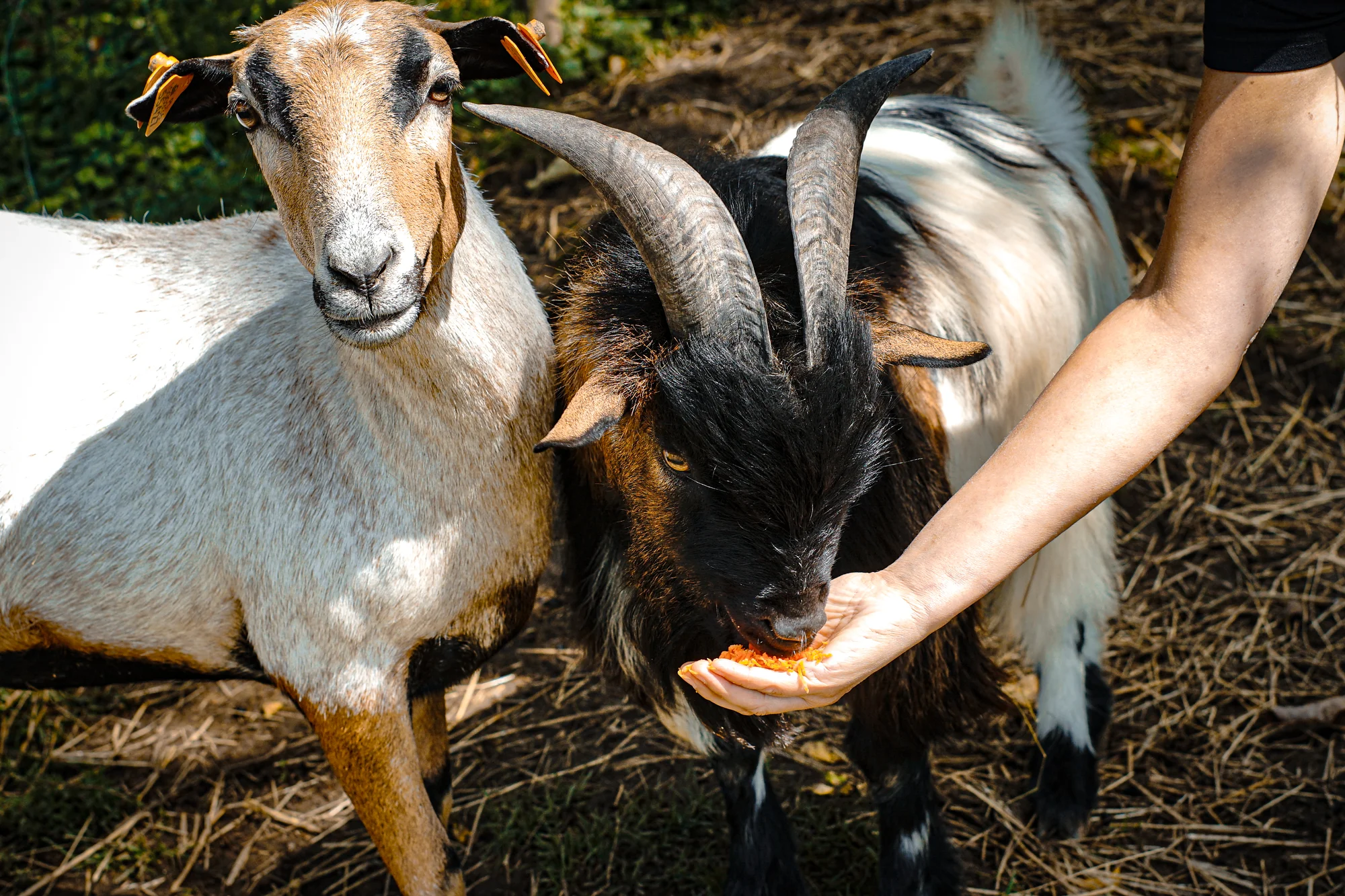 Procházky s alpakami nebo krmení zvířátek - Obrázek 7